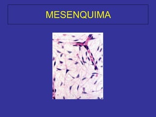 MESENQUIMA
 