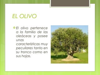 EL OLIVO
 El olivo pertenece
  a la familia de las
  oleáceas y posee
  unas
  características muy
  peculiares tanto en
  su tronco como en
  sus hojas.
 