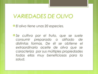 VARIEDADES DE OLIVO
 El   olivo tiene unas 20 especies.

 Se   cultiva por el fruto, que se suele
  consumir preparado o aliñado de
  distintas formas. De él se obtiene el
  extraordinario aceite de oliva que se
  caracteriza por sus múltiples propiedades
  todas ellas muy beneficiosas para la
  salud.
 