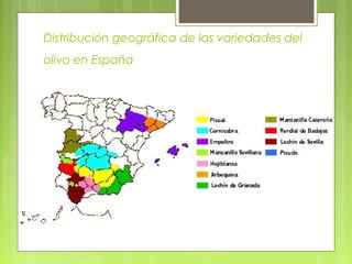 Distribución geográfica de las variedades del
olivo en España
 