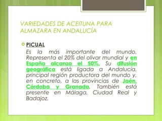 VARIEDADES DE ACEITUNA PARA
ALMAZARA EN ANDALUCÍA

 PICUAL
 Es la más importante del mundo.
 Representa el 20% del olivar mundial y en
 España alcanza el 50%. Su difusión
 geográfica está ligada a Andalucía,
 principal región productora del mundo y,
 en concreto, a las provincias de Jaén,
 Córdoba y Granada. También está
 presente en Málaga, Ciudad Real y
 Badajoz.
 