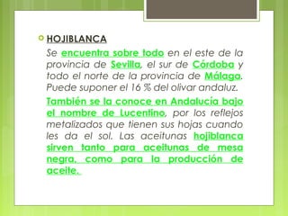  HOJIBLANCA

 Se encuentra sobre todo en el este de la
 provincia de Sevilla, el sur de Córdoba y
 todo el norte de la provincia de Málaga.
 Puede suponer el 16 % del olivar andaluz.
 También se la conoce en Andalucía bajo
 el nombre de Lucentino, por los reflejos
 metalizados que tienen sus hojas cuando
 les da el sol. Las aceitunas hojiblanca
 sirven tanto para aceitunas de mesa
 negra, como para la producción de
 aceite.
 