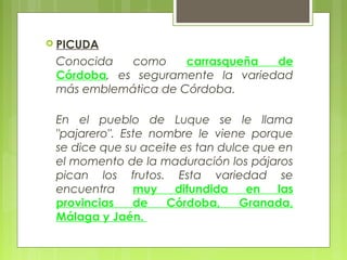  PICUDA

 Conocida   como     carrasqueña  de
 Córdoba, es seguramente la variedad
 más emblemática de Córdoba.

 En el pueblo de Luque se le llama
 "pajarero". Este nombre le viene porque
 se dice que su aceite es tan dulce que en
 el momento de la maduración los pájaros
 pican los frutos. Esta variedad se
 encuentra     muy    difundida    en   las
 provincias    de   Córdoba,      Granada,
 Málaga y Jaén.
 