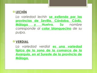  LECHÍN

 La variedad lechín se extiende por las
 provincias de Sevilla, Córdoba, Cádiz,
 Málaga     y   Huelva.    Su   nombre
 corresponde al color blanquecino de su
 pulpa.

 VERDIAL

 La variedad verdial es una variedad
 típica de la zona de la comarca de la
 Axarquía, en el Sureste de la provincia de
 Málaga.
 