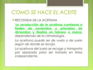 COMO SE HACE EL ACEITE
 RECOGIDA  DE LA ACEITUNA
  La recolección de la aceituna comienza a
 finales de noviembre o principios de
 diciembre y finaliza en febrero o marzo,
 dependiendo de la climatología.
 La aceituna puede ser de vuelo o de suelo
 según de donde se recoja.
 La aceituna del suelo se recoge y transporta
 por separado para ser tratada en línea
 independiente.
 