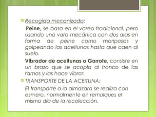  Recogida   mecanizada:
  Peine, se basa en el vareo tradicional, pero
  usando una vara mecánica con dos alas en
  forma de peine como mariposas y
  golpeando las aceitunas hasta que caen al
  suelo.
  Vibrador de aceitunas o Garrote, consiste en
  un brazo que se acopla al tronco de las
  ramas y las hace vibrar.
 TRANSPORTE DE LA ACEITUNA:

  El transporte a la almazara se realiza con
  esmero, normalmente en remolques el
  mismo día de la recolección.
 