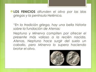  LOS FENICIOS difunden el olivo por las islas
 griegas y la península Helénica.

 “En la tradición griega, hay una bella historia
 sobre la fundación de Atenas:
 Neptuno y Minerva compiten por ofrecer el
 presente más valioso a la recién nacida,
 Atenas. Neptuno hace surgir del suelo un
 caballo, pero Minerva lo supera haciendo
 brotar el olivo.
 