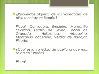  ¿Recuerdas  algunas de las variedades de
 olivo que hay en España?

 Picual, Cornicabra, Empletre, Manzanilla
 Sevillana, Lechín de Sevilla, Lechín de
 Granada,       Hojiblanca,    Arbequina,
 Manzanilla cacereña, Verdial de Badajoz,
 Picudo.

 ¿Cuál es la variedad de aceituna que mas
 se da en España?

 Picual.
 