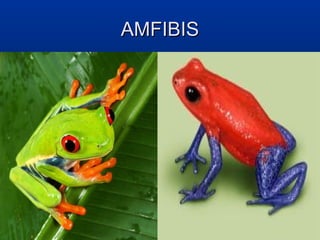AMFIBIS
 