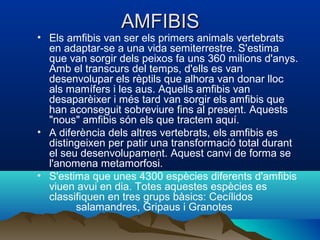 AMFIBIS
• Els amfibis van ser els primers animals vertebrats
  en adaptar-se a una vida semiterrestre. S'estima
  que van sorgir dels peixos fa uns 360 milions d'anys.
  Amb el transcurs del temps, d'ells es van
  desenvolupar els rèptils que alhora van donar lloc
  als mamífers i les aus. Aquells amfibis van
  desaparèixer i més tard van sorgir els amfibis que
  han aconseguit sobreviure fins al present. Aquests
  "nous" amfibis són els que tractem aquí.
• A diferència dels altres vertebrats, els amfibis es
  distingeixen per patir una transformació total durant
  el seu desenvolupament. Aquest canvi de forma se
  l'anomena metamorfosi.
• S'estima que unes 4300 espècies diferents d'amfibis
  viuen avui en dia. Totes aquestes espècies es
  classifiquen en tres grups bàsics: Cecílidos
        salamandres, Gripaus i Granotes
 