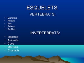 ESQUELETS
                VERTEBRATS:
•   Mamífers
•   Rèptils
•   Aus
•   Peixos
•   Amfibis
                 INVERTEBRATS:
•   Insectes
•   Aràcnids
•   Cucs
•   Mol·lucs
•   Crustacis
 