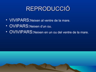 REPRODUCCIÓ
• VIVIPARS:Neixen al ventre de la mare.
• OVIPARS:Neixen d’un ou.
• OVIVIPARS:Neixen en un ou del ventre de la mare.
 