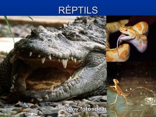 RÈPTILS
 