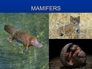 MAMIFERS
 