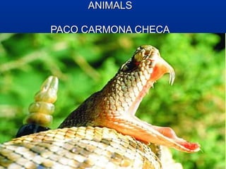ANIMALS

PACO CARMONA CHECA
 