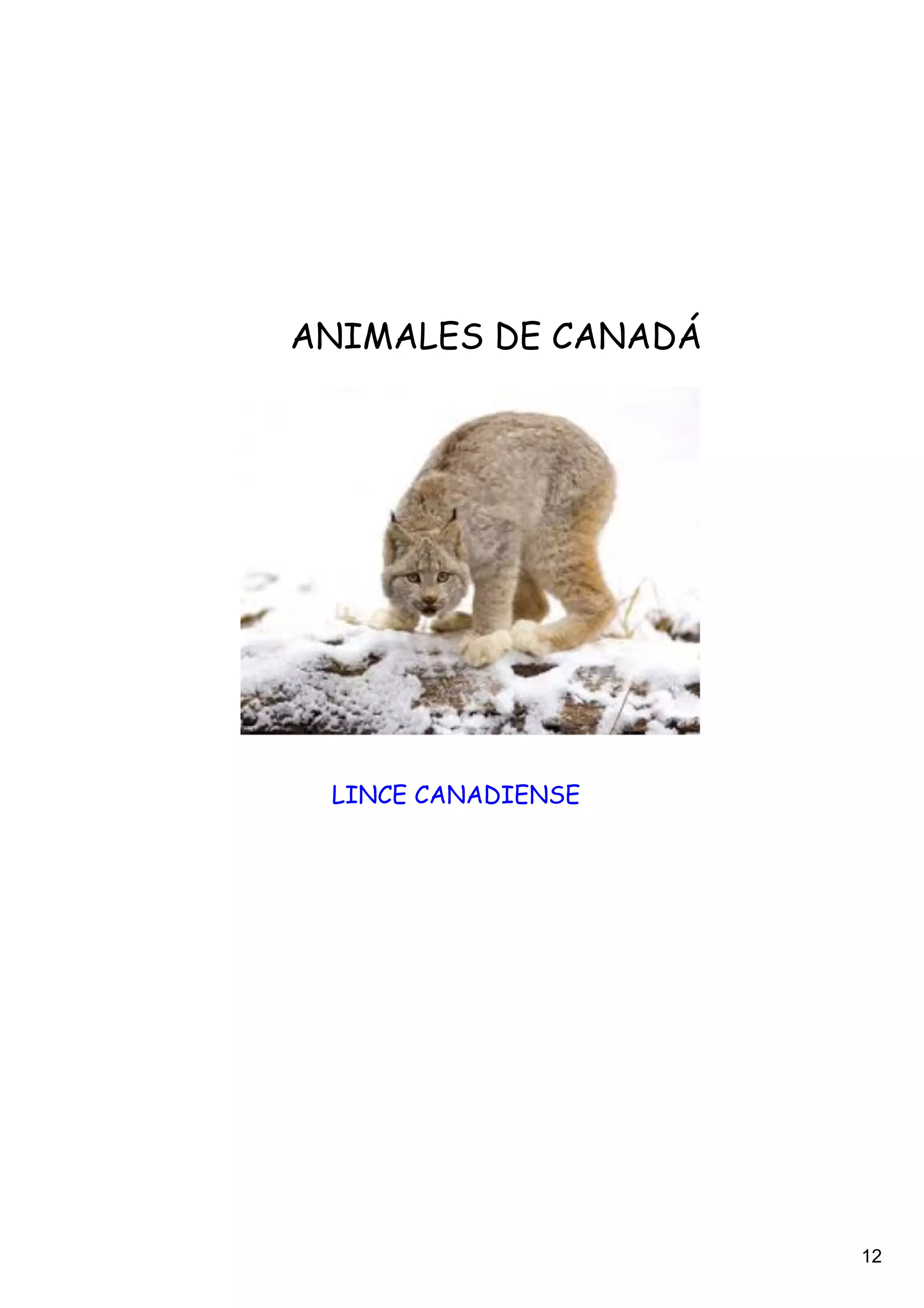 ANIMALES DE CANADÁ




 LINCE CANADIENSE




                     12
 
