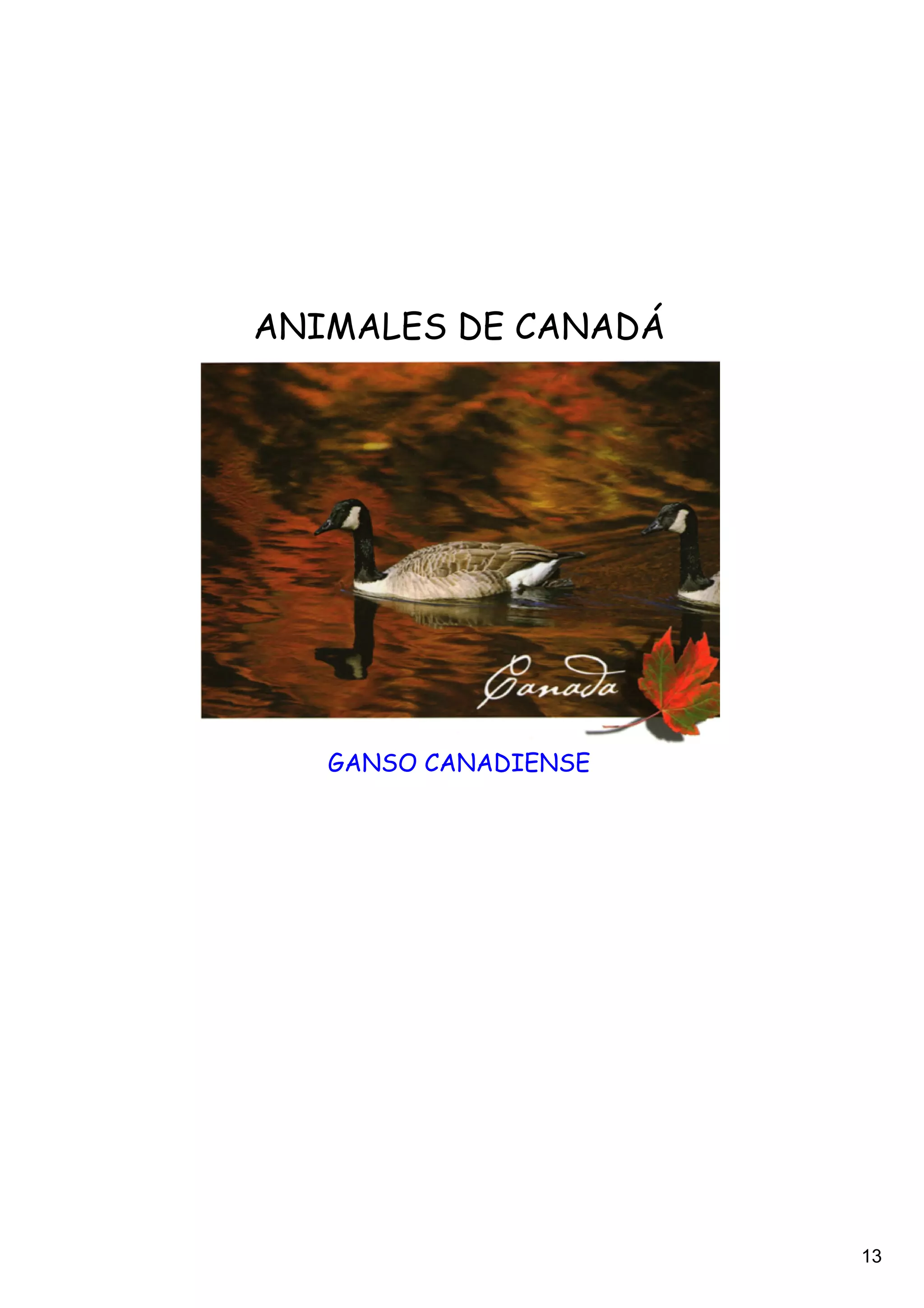 ANIMALES DE CANADÁ




   GANSO CANADIENSE




                      13
 