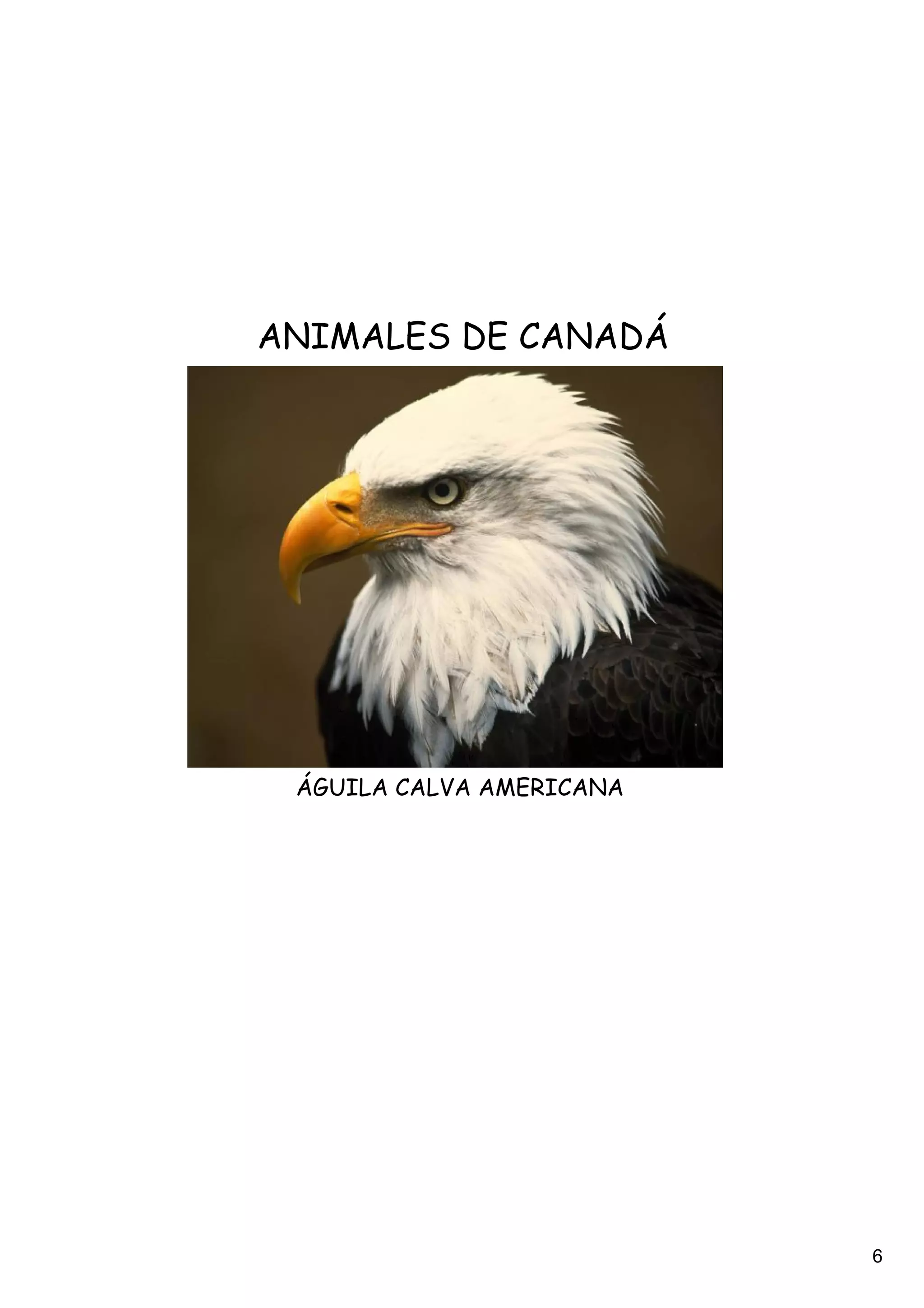 ANIMALES DE CANADÁ




 ÁGUILA CALVA AMERICANA




                          6
 