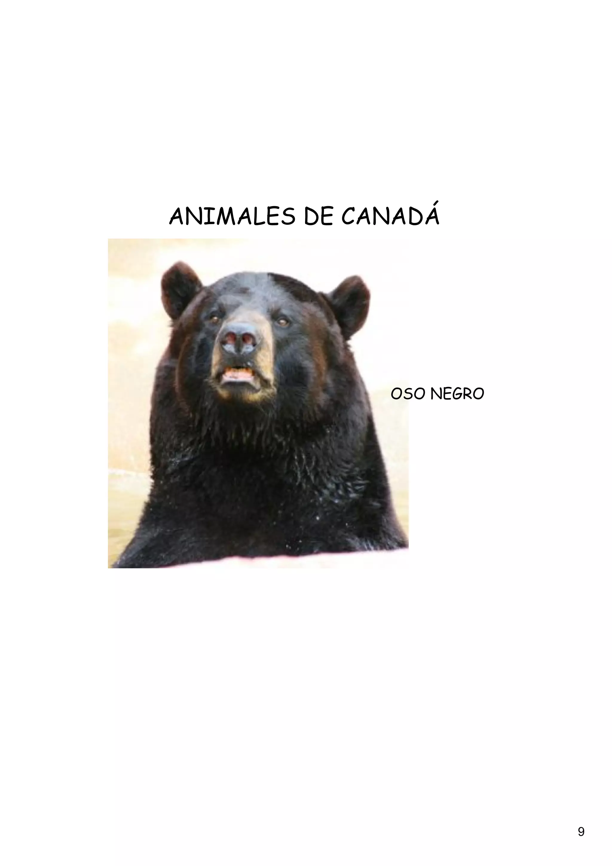ANIMALES DE CANADÁ




              OSO NEGRO




                          9
 