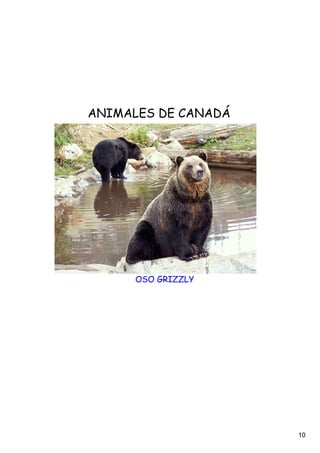 ANIMALES DE CANADÁ




      OSO GRIZZLY




                     10
 