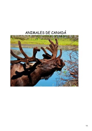 ANIMALES DE CANADÁ




                     11
 