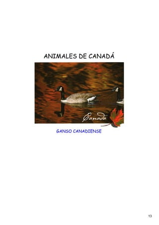 ANIMALES DE CANADÁ




   GANSO CANADIENSE




                      13
 
