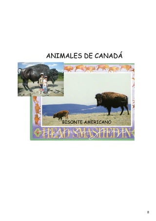 ANIMALES DE CANADÁ




   BISONTE AMERICANO




                       8
 