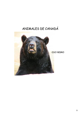 ANIMALES DE CANADÁ




              OSO NEGRO




                          9
 