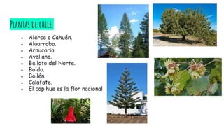 Plantas de chile
● Alerce o Cahuén.
● Algarrobo.
● Araucaria.
● Avellano.
● Belloto del Norte.
● Boldo.
● Bollén.
● Calafate.
● El copihue es la flor nacional
 