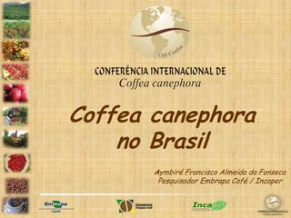 Coffea canephora
    no Brasil
       Aymbiré Francisco Almeida da Fonseca
        Pesquisador Embrapa Café / Incaper
 