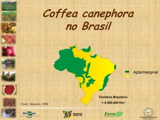 PDF) DESENVOLVIMENTO INICIAL DO CAFÉ CONILLON (COFFEA CANEPHORA