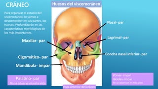 CRÁNEO
Lagrimal- par
Maxilar- par
Nasal- par
Cigomático- par
Mandíbula- impar
Vista anterior del cráneo
Palatino- par
No se observa en esta vista
Concha nasal inferior- par
Vómer- impar
Hioides- impar
No se observan en esta vista
Huesos del viscerocráneo
Para organizar el estudio del
viscerocráneo, lo vamos a
descomponer en sus partes, los
huesos. Profundizarán en las
características morfológicas de
los más importantes.
 