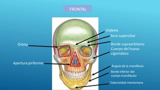 FRONTAL
Órbita Borde supraorbitario
Cuerpo del hueso
cigomático
Apertura piriforme
Glabela
Arco superciliar
Ángulo de la mandíbula
Borde inferior del
cuerpo mandibular
Tuberosidad mentoniana
 