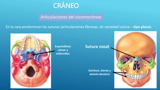 CRÁNEO
En la cara predominan las suturas (articulaciones fibrosas, de variedad sutura – tipo plana).
Articulaciones del viscerocráneo
Sutura nasal
Esquindilesis
vómer y
esfenoides
Gónfosis: diente y
alvéolo dentario
 