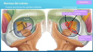 FRONTAL
Normas del cráneo
Huesos que forman las paredes orbitarias
frontal
Canal óptico
Fisura orbitaria
superior
Comunicaciones
Fisura orbitaria
inferior
 