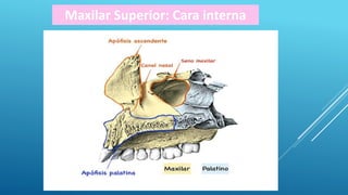 Maxilar Superior: Cara interna
 