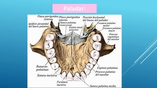 Paladar:
 