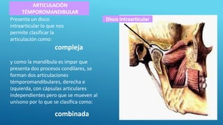 ARTICULACIÓN
TÉMPOROMANDIBULAR
Presenta un disco
intraarticular lo que nos
permite clasificar la
articulación como:
compleja
y como la mandíbula es impar que
presenta dos procesos condilares, se
forman dos articulaciones
témporomandibulares, derecha e
izquierda, con cápsulas articulares
independientes pero que se mueven al
unísono por lo que se clasifica como:
combinada
Disco intraarticular
 
