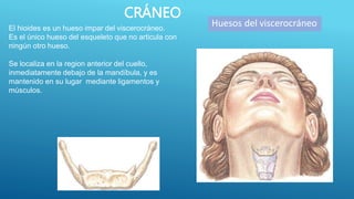 El hioides es un hueso impar del viscerocráneo.
Es el único hueso del esqueleto que no articula con
ningún otro hueso.
Se localiza en la region anterior del cuello,
inmediatamente debajo de la mandíbula, y es
mantenido en su lugar mediante ligamentos y
músculos.
CRÁNEO
Huesos del viscerocráneo
 