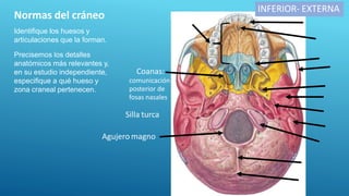 INFERIOR- EXTERNA
Normas del cráneo
Identifique los huesos y
articulaciones que la forman.
Precisemos los detalles
anatómicos más relevantes y,
en su estudio independiente,
especifique a qué hueso y
zona craneal pertenecen.
Paladar óseo
Coanas:
comunicación
posterior de
fosas nasales
Agujero magno
Silla turca
 