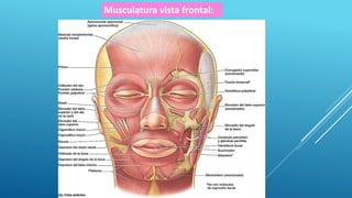 Musculatura vista frontal:
 