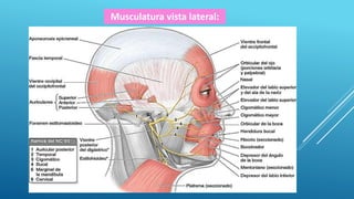 Musculatura vista lateral:
 