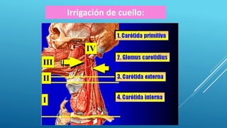 Irrigación de cuello:
 