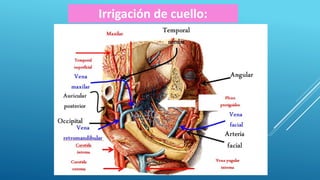 Irrigación de cuello:
 
