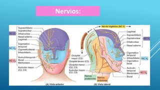 Nervios:
 