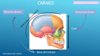 CRÁNEO División para su estudio
Cara
Base del cráneo
Viscerocráneo
Neurocráneo
Vista lateral del cráneo
 