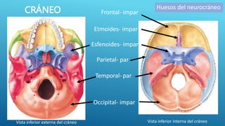 CRÁNEO Frontal- impar
Vista inferior externa del cráneo
Etmoides- impar
Esfenoides- impar
Parietal- par
Temporal- par
Occipital- impar
Vista inferior interna del cráneo
Huesos del neurocráneo
 