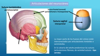 CRÁNEO
Sutura frontal (coronal)
parietofrontal o frontoparietal
Sutura escamosa
temporoparietal o
parietotemporal
Sutura lambdoidea
parietooccipital
La mayor parte de los huesos del cráneo están
interconectados por articulaciones inmóviles o
semimóviles.
En la calvaria del adulto predominan las suturas
(articulaciones fibrosas, de variedad suturas - tipo
serrata).
Sutura sagital
interparietal
Articulaciones del neurocráneo
 