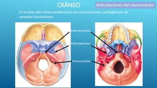 CRÁNEO
En la base del cráneo predominan las articulaciones cartilaginosas de
variedad sincondrosis.
Esfenooccipital
Esfenopetrosa
Petrooccipital
Articulaciones del neurocráneo
 