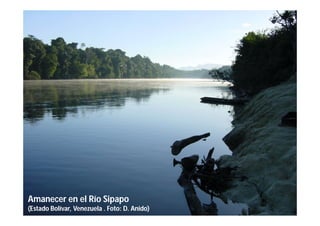 Amanecer en el Río Sipapo
(Estado Bolívar, Venezuela . Foto: D. Anido)
 